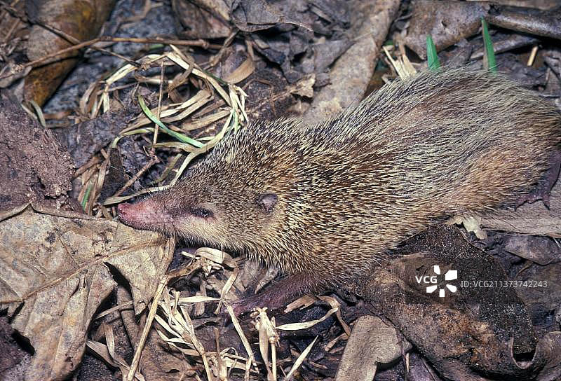 马岛无尾猬近距离特写，塞舌尔图片素材