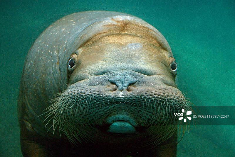 海象特写：水下圈养的成年雌性海象图片素材
