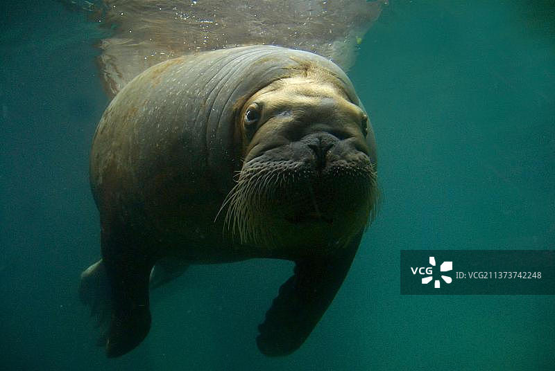 海象，海洋哺乳动物图片素材