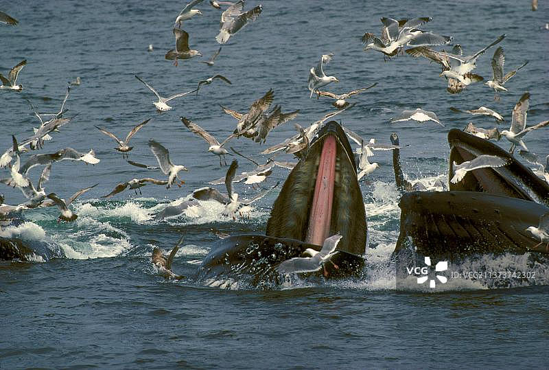 座头鲸：与须鲸一同觅食图片素材