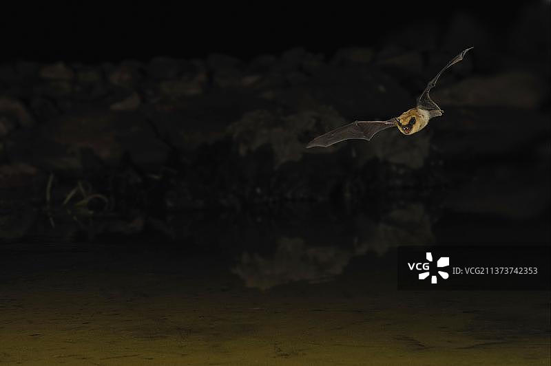 飞行中的加州鼠耳蝠（成年），夜间在水坑上方捕食，美国图片素材