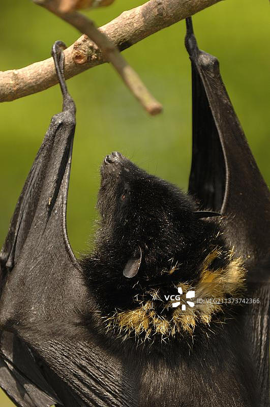 科摩罗狐蝠，哺乳动物，动物，成年科摩罗黑狐蝠（Pteropus livingstonii）悬挂在圈养环境中图片素材