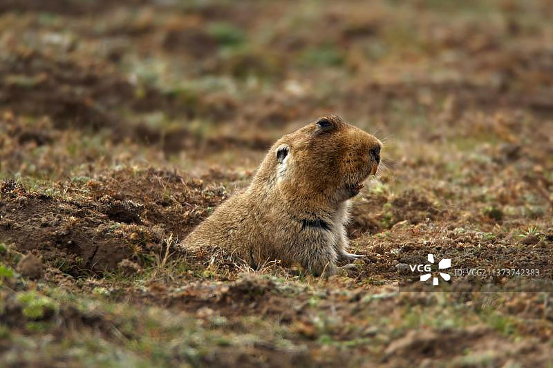 非洲埃塞俄比亚的裸鼹鼠从洞穴入口钻出图片素材