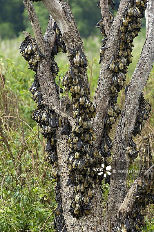 稻草色果蝠群栖息在树枝上，赞比亚卡桑卡国家公园的白天沼泽森林栖息地图片素材