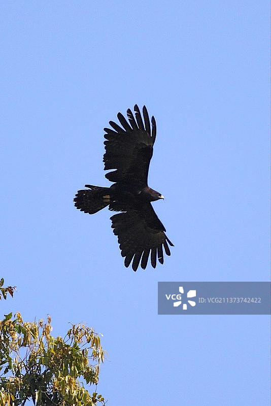黑雕（Ictinaetus malayensis）成年个体飞行，中国云南瑞丽附近图片素材