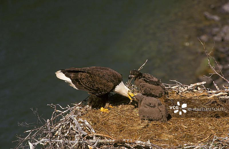 加拿大北部大奴湖的幼年白头海雕图片素材