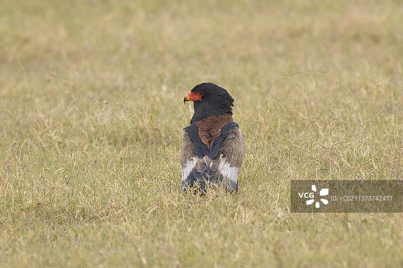 坦桑尼亚非洲冕雕图片素材