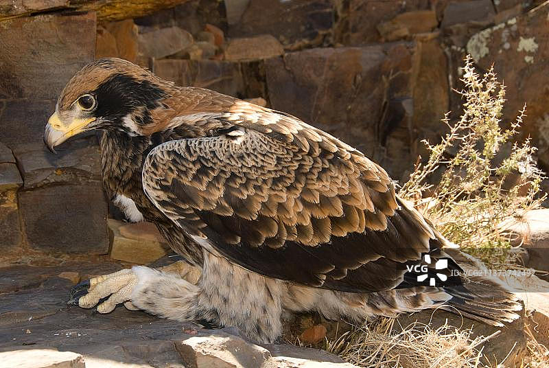 南非北部省：雏鸟阶段的黑雕（Aquila verreauxii）图片素材