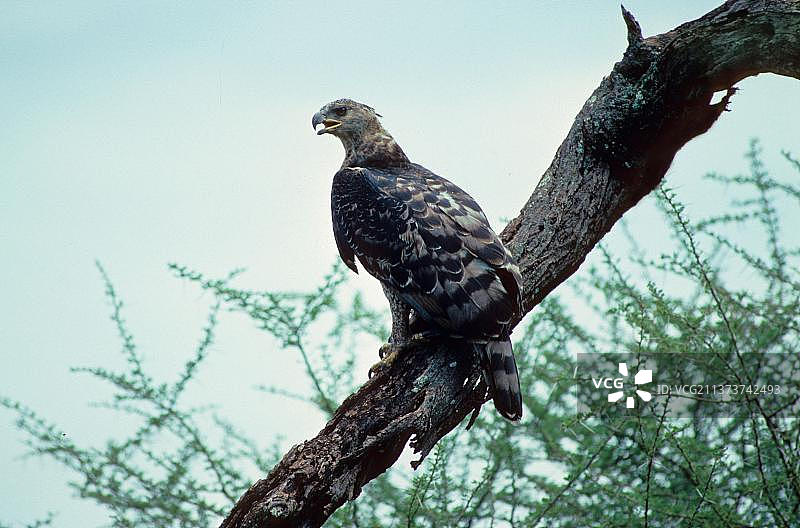 正在树枝上鸣叫的冕雕图片素材