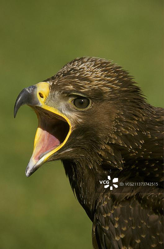 幼年金雕鸣叫特写图片素材