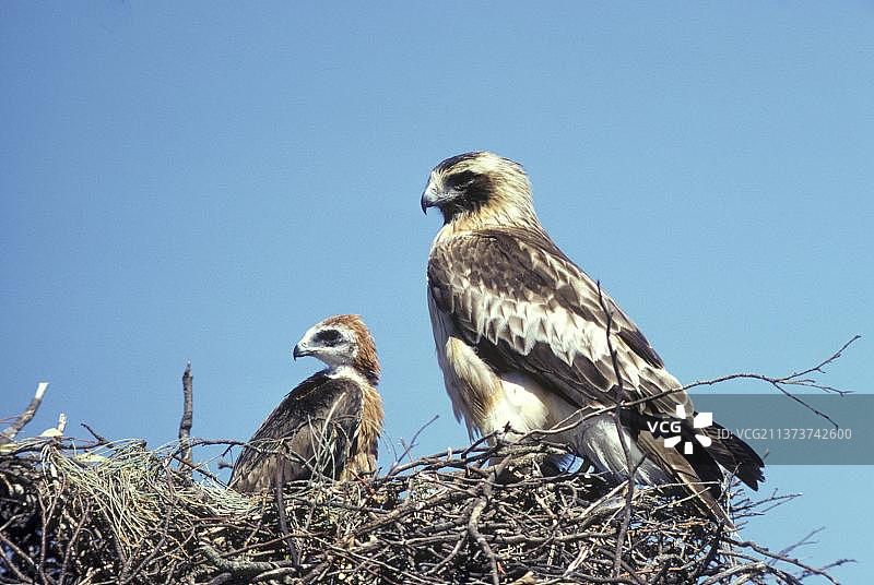 小鹰（Hieraaetus morphnoides）在巢中与雏鸟图片素材