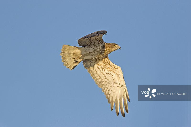 在西班牙埃斯特雷马杜拉飞行的短趾雕成鸟图片素材