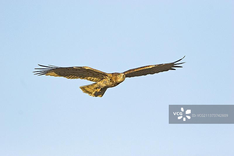 在西班牙埃斯特雷马杜拉飞行的短趾雕成鸟图片素材