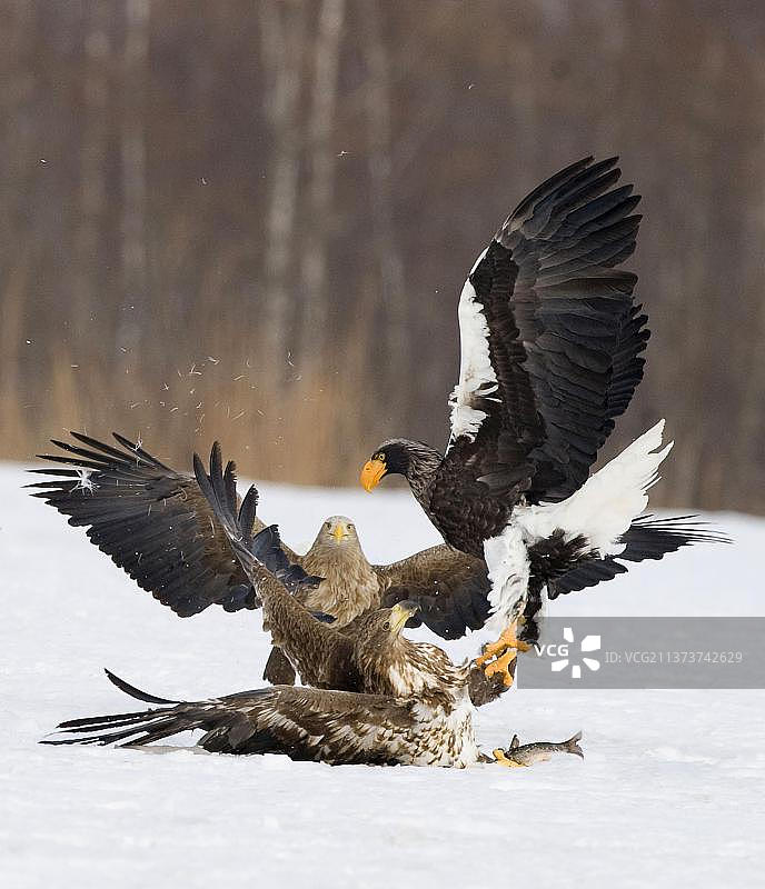 虎头海雕与白尾海雕争抢雪地鱼（日本北海道阿寒地区）图片素材