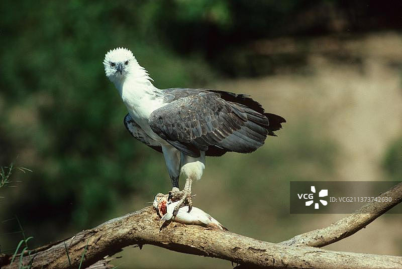 白腹海雕与鲶鱼图片素材