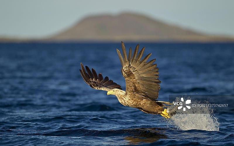 白尾海雕（Haliaeetus albicilla）成年个体，飞行中，爪中抓着鱼，在挪威弗拉坦厄尔海域捕鱼图片素材