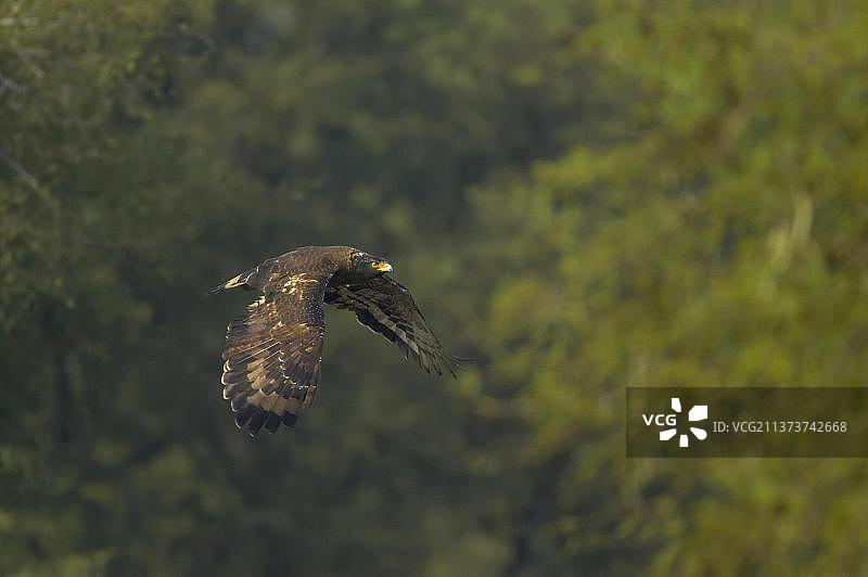 飞行中的凤头蛇雕，印度拉贾斯坦邦图片素材