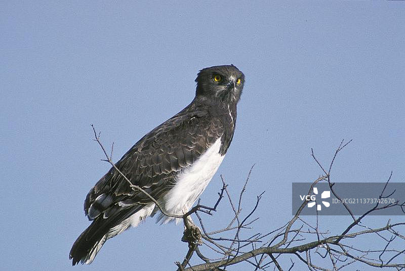 栖息的黑胸蛇雕，肯尼亚，非洲图片素材