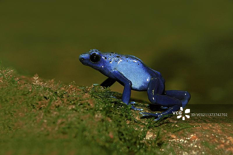 蓝毒蛙，圈养，迈阿密，佛罗里达州，美国，北美洲图片素材