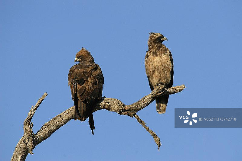 银鹰，老鹰，猛禽，动物，鸟类，一对瓦尔伯格鹰图片素材