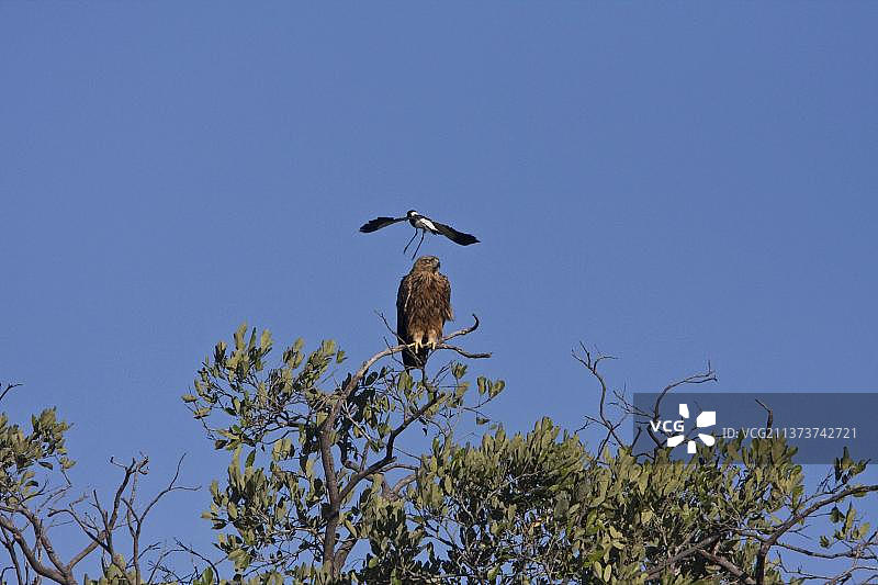 茶色雕与黑斑珩鹬图片素材