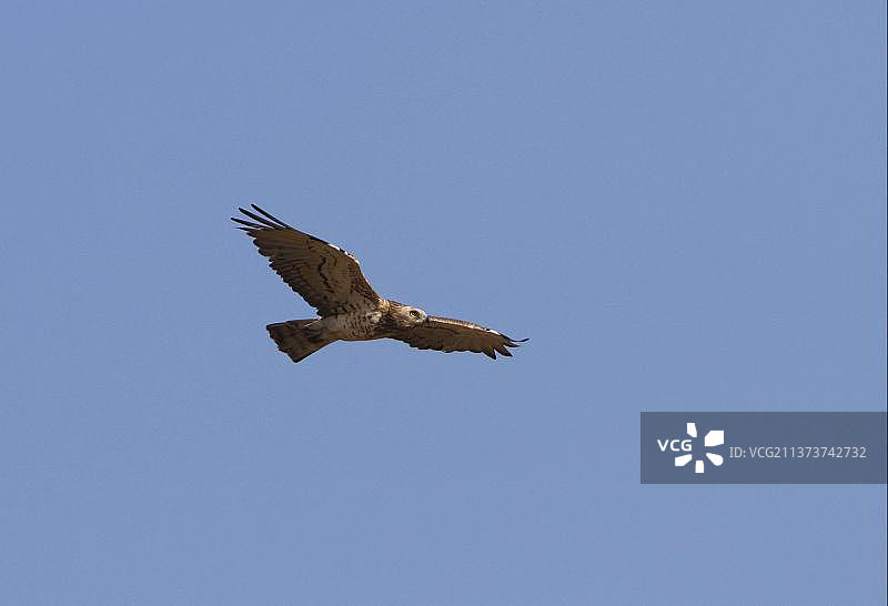 飞行中的短脚鹰，西班牙多南那国家公园图片素材