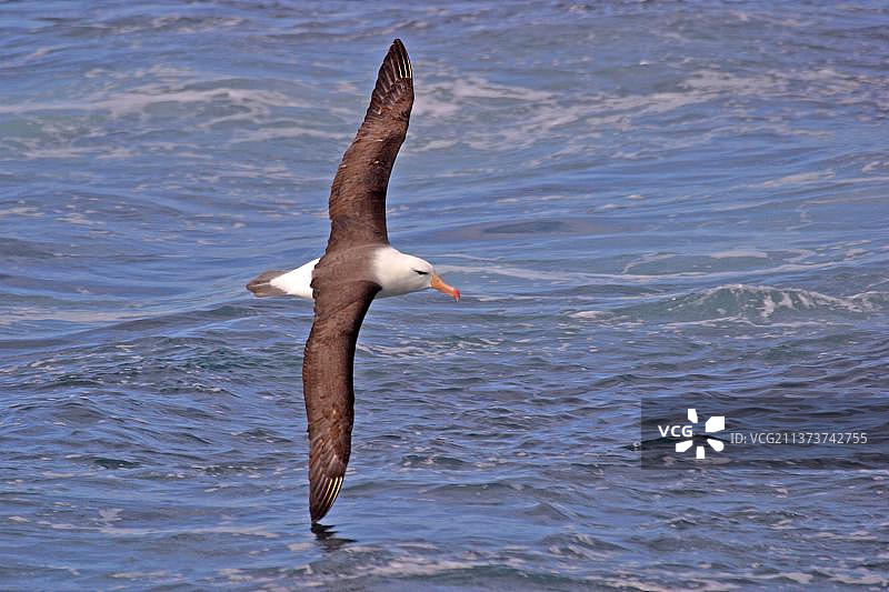 黑眉信天翁图片素材