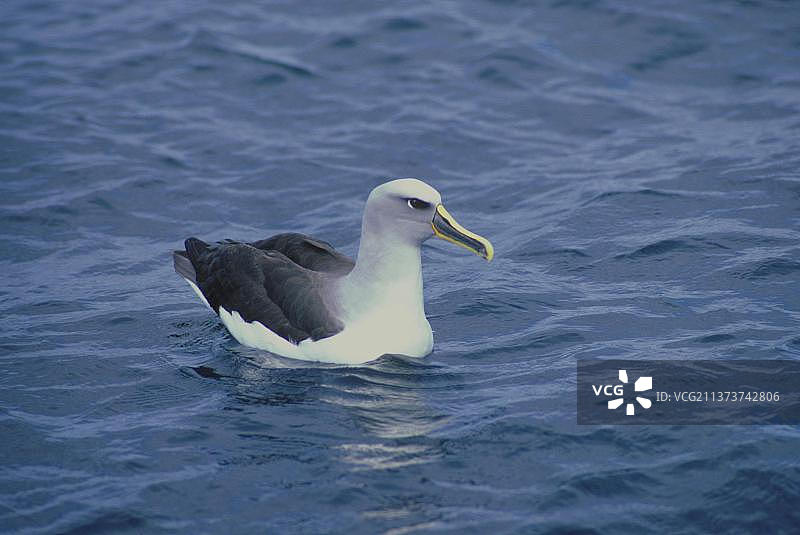 布勒氏信天翁（Diomedea bulleri）侧视图，在海上图片素材