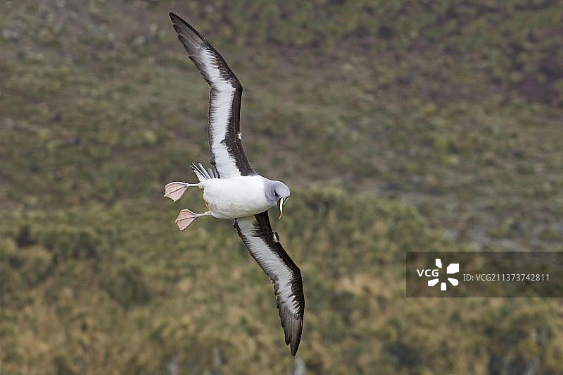 在南乔治亚Elsehul沿海繁殖悬崖上飞行的灰头信天翁图片素材