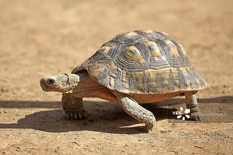 安哥拉陆龟（角陆龟），位于南非东开普省阿多大象国家公园图片素材