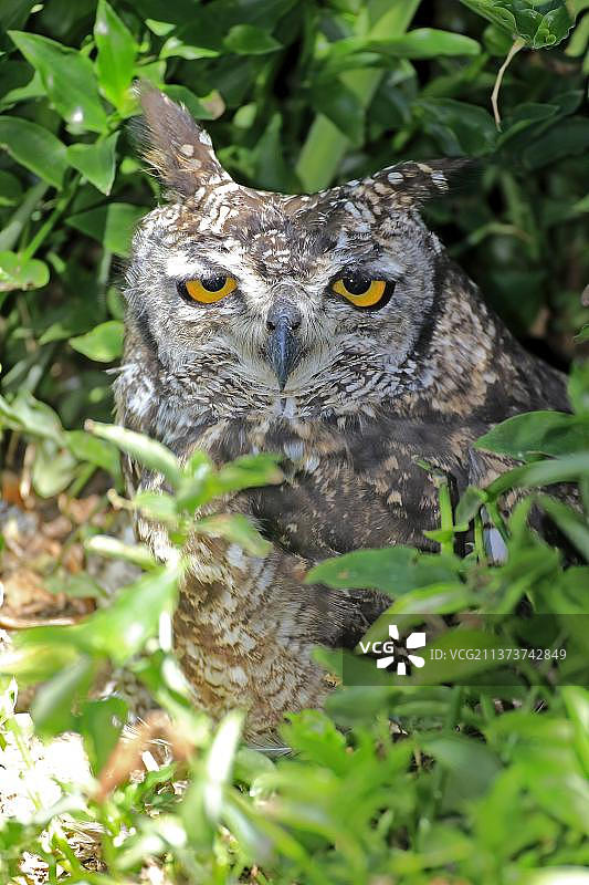 非洲南非西开普省的 spotted eagle owl图片素材