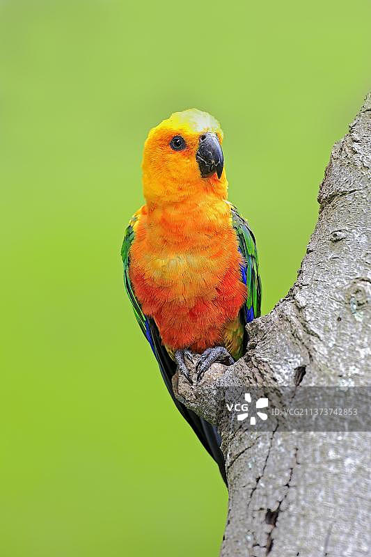 巴西金鹦鹉图片素材