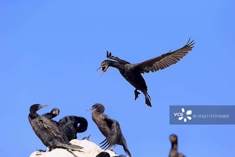 海角鸬鹚群落，位于南非西开普省贝蒂湾图片素材