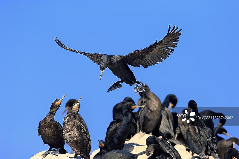 海角鸬鹚群落，位于南非西开普省贝蒂湾图片素材