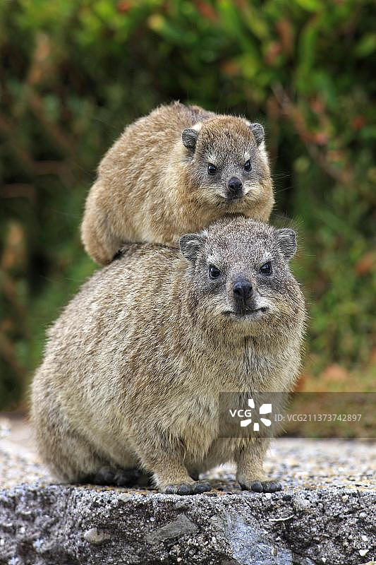 南非蹄兔雌性带幼崽西开普省贝蒂斯湾图片素材