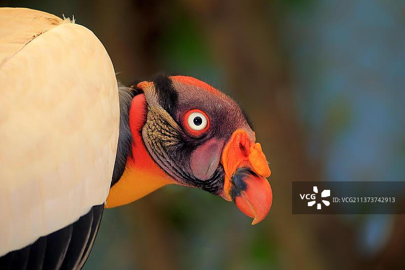 国王秃鹫（南美洲）图片素材