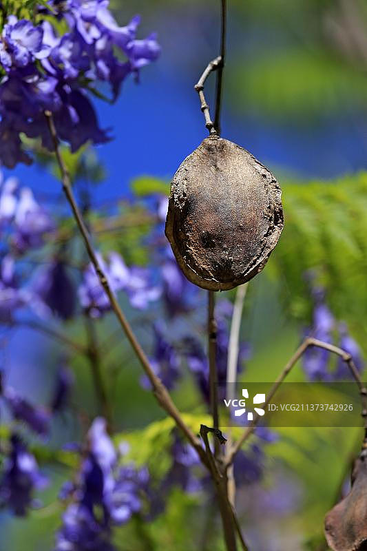 南非西开普省蓝花楹种子图片素材