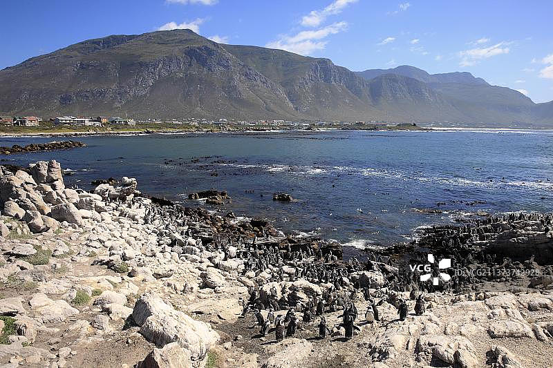 南非西开普敦贝蒂湾企鹅栖息地的石岬角图片素材