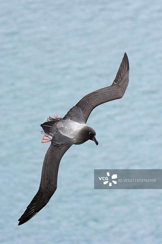 在海上飞行的灰背信天翁成年个体，南乔治亚图片素材
