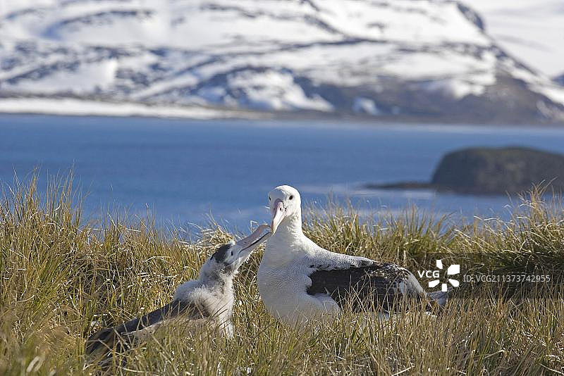 漂泊信天翁（Diomedea exulans），成年，幼鸟乞求食物，普里昂岛，南乔治亚图片素材
