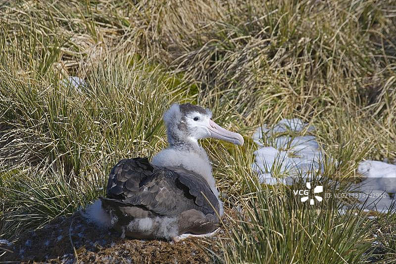 漂泊信天翁（Diomedea exulans）幼鸟，栖息在巢中，普里昂岛，南乔治亚图片素材