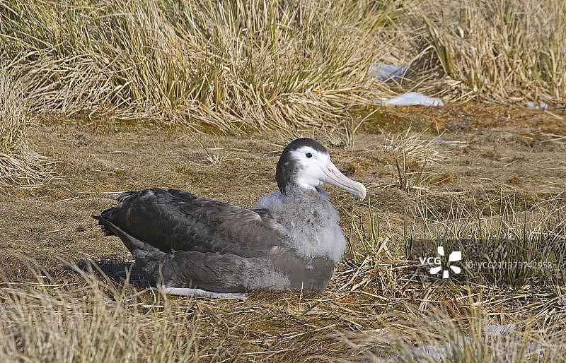 漂泊信天翁（Diomedea exulans）幼鸟，栖息在巢中，普里昂岛，南乔治亚图片素材