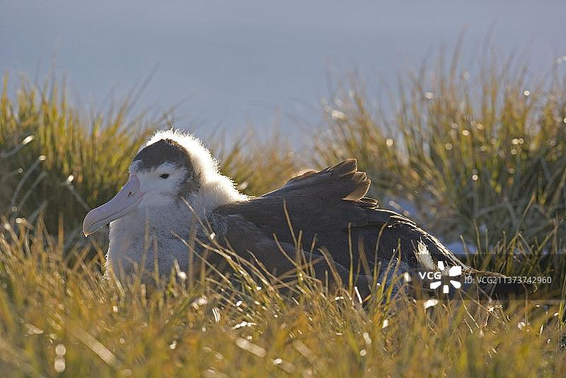 漂泊信天翁（Diomedea exulans）幼鸟，栖息在巢中，普里昂岛，南乔治亚图片素材
