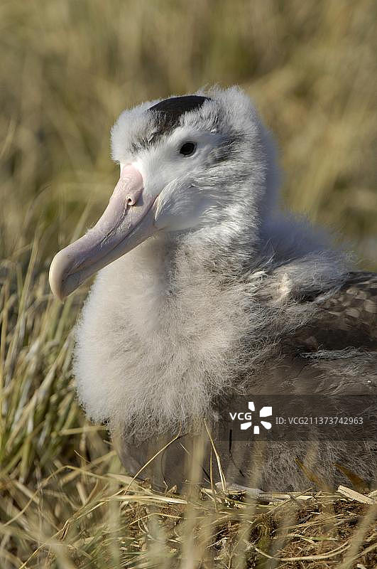 漂泊信天翁幼鸟，坐在巢中，南乔治亚普里翁岛图片素材