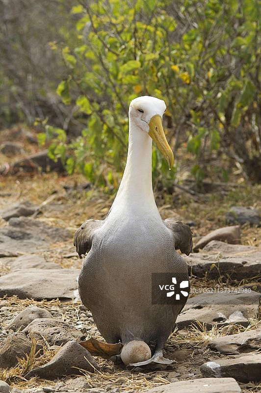 加拉帕戈斯群岛的皇家信天翁图片素材
