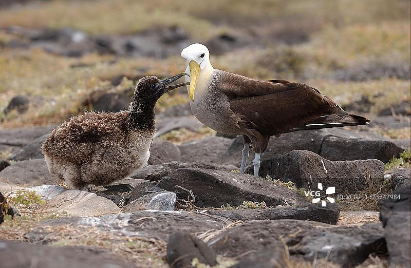 waved albatross（Diomedea irrorata）成年信天翁，小信天翁乞求食物，加拉帕戈斯群岛图片素材