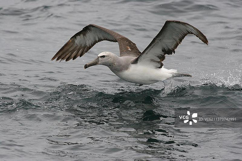 漂泊信天翁幼鸟从智利金特罗附近的海面起飞图片素材