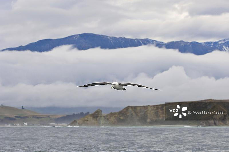 新西兰害羞信天翁，成年，飞过海面，凯库拉，南岛，新西兰，大洋洲图片素材