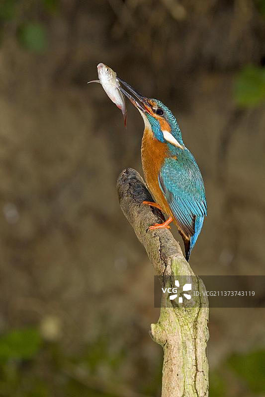 成年雄性普通翠鸟（Alcedo atthis）正在进食，喙上刺着鲩鱼猎物，英国萨福克图片素材