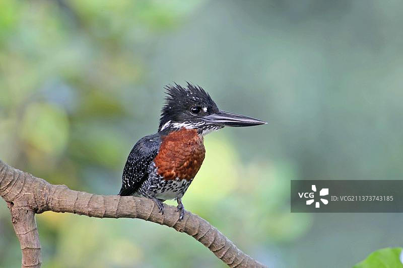 非洲冈比亚，成年雄性大翠鸟栖息在树枝上图片素材